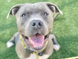 Shelter Stray Male Dog last seen , 3201 Lacy St, Los Angeles, CA 90031, USA