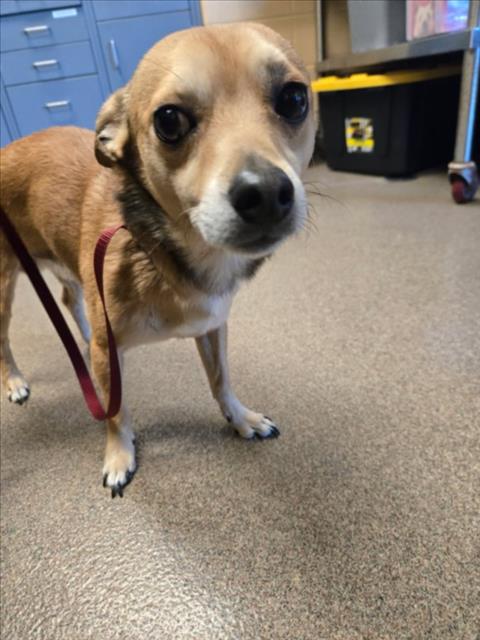Shelter Stray Male Dog last seen Near BLOCK N BEACON HILL ST, WICHITA KS 67220, 3303 N Hillside St, Wichita, KS 67219, USA