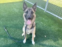 Shelter Stray Male Dog last seen , 3201 Lacy St, Los Angeles, CA 90031, USA