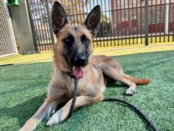 Shelter Stray Female Dog last seen , 3201 Lacy St, Los Angeles, CA 90031, USA