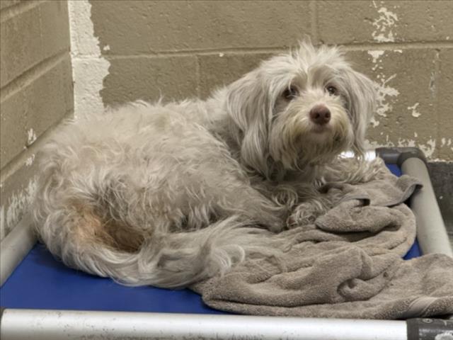 Shelter Stray Female Dog last seen , 3201 Lacy St, Los Angeles, CA 90031, USA