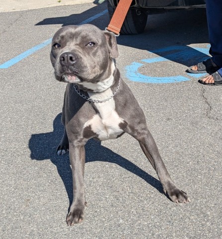 Shelter Stray Female Dog last seen Near BLOCK TRINITY ST, DETROIT MI 48219, 1431 E Ferry St, Detroit, MI 48211, USA