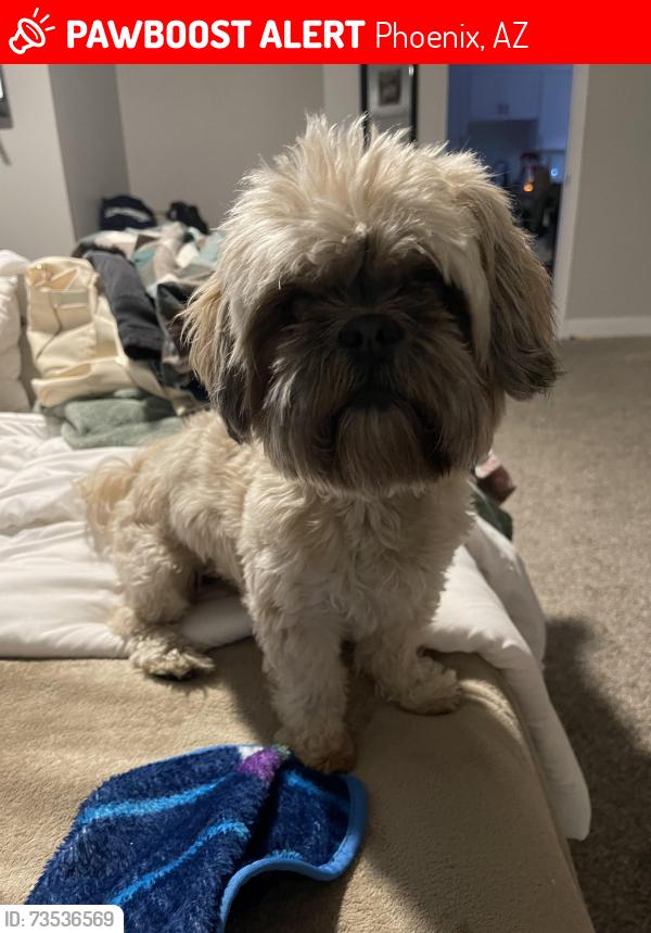 Lost Male Dog last seen 79-80th Ave and Hazelwood st, Phoenix, AZ 85033