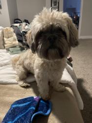 Lost Male Dog last seen 79-80th Ave and Hazelwood st, Phoenix, AZ 85033