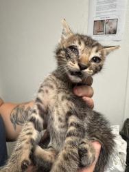 Shelter Stray Male Cat last seen Near BLOCK MOHAWK ST, BAKERSFIELD CA 93308, 3951 Fruitvale Ave, Bakersfield, CA 93308, USA