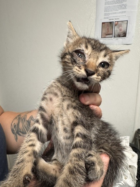 Shelter Stray Male Cat last seen Near BLOCK MOHAWK ST, BAKERSFIELD CA 93308, 3951 Fruitvale Ave, Bakersfield, CA 93308, USA
