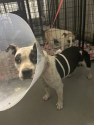 Shelter Stray Female Dog last seen Near BLOCK WATER ST, BAKERSFIELD CA 93305, 3951 Fruitvale Ave, Bakersfield, CA 93308, USA