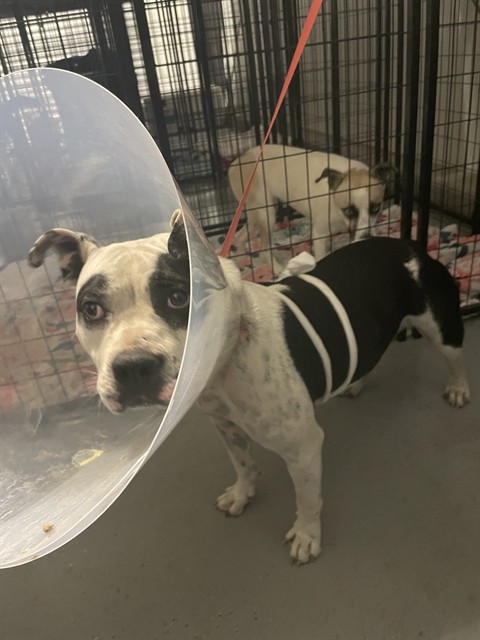 Shelter Stray Female Dog last seen Near BLOCK WATER ST, BAKERSFIELD CA 93305, 3951 Fruitvale Ave, Bakersfield, CA 93308, USA