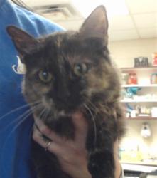 Shelter Stray Female Cat last seen Near BLOCK LAYTON DR, FAYETTEVILLE NC 28314, 4704 Corporation Dr, Fayetteville, NC 28306, USA