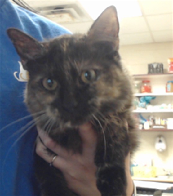 Shelter Stray Female Cat last seen Near BLOCK LAYTON DR, FAYETTEVILLE NC 28314, 4704 Corporation Dr, Fayetteville, NC 28306, USA