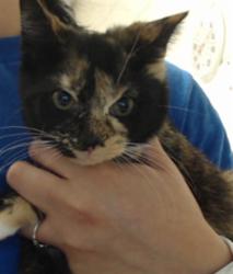 Shelter Stray Female Cat last seen Near BLOCK DUNN RD, FAYETTEVILLE NC 28312, 4704 Corporation Dr, Fayetteville, NC 28306, USA