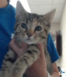 Shelter Stray Female Cat last seen Near BLOCK DUNN RD, FAYETTEVILLE NC 28312, 4704 Corporation Dr, Fayetteville, NC 28306, USA