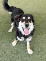 Shelter Stray Male Dog last seen , 11361 W Pico Blvd, Los Angeles, CA 90064, USA