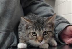 Shelter Stray Male Cat last seen Near BLOCK DUNN RD, FAYETTEVILLE NC 28312, 4704 Corporation Dr, Fayetteville, NC 28306, USA
