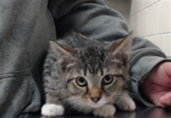 Shelter Stray Male Cat last seen Near BLOCK DUNN RD, FAYETTEVILLE NC 28312, 4704 Corporation Dr, Fayetteville, NC 28306, USA