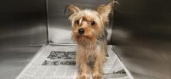 Shelter Stray Female Dog last seen , 11361 W Pico Blvd, Los Angeles, CA 90064, USA
