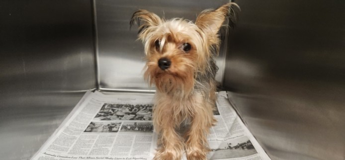 Shelter Stray Female Dog last seen , 11361 W Pico Blvd, Los Angeles, CA 90064, USA