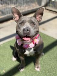 Shelter Stray Female Dog last seen , 957 N Gaffey St, San Pedro, CA 90731, USA