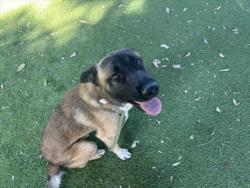 Shelter Stray Male Dog last seen , 14409 Vanowen St, Van Nuys, CA 91405, USA