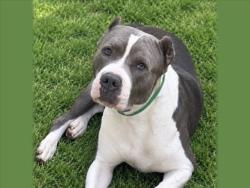Shelter Stray Male Dog last seen , 957 N Gaffey St, San Pedro, CA 90731, USA