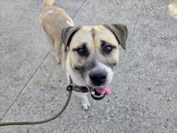 Shelter Stray Female Dog last seen , 957 N Gaffey St, San Pedro, CA 90731, USA