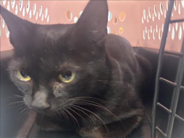 Shelter Stray Female Cat last seen , 957 N Gaffey St, San Pedro, CA 90731, USA