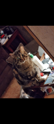 Lost Male Cat last seen Reitz Rd Perrysburg ests Area, Perrysburg, OH 43551