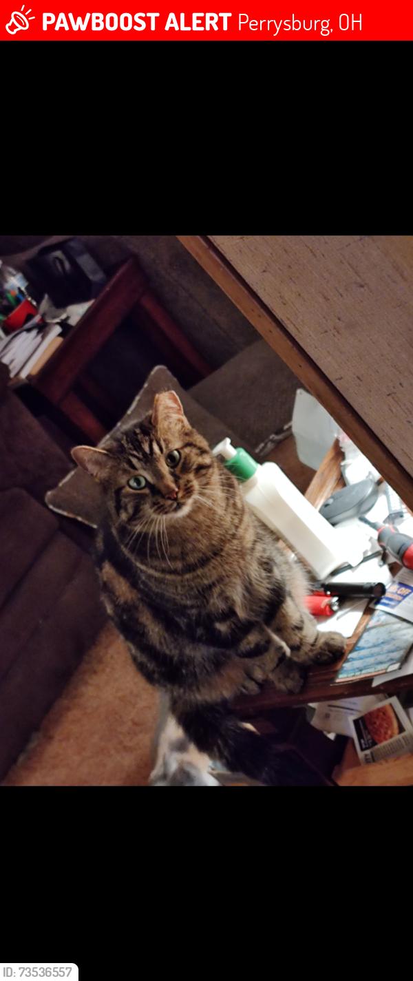 Lost Male Cat last seen Reitz Rd Perrysburg ests Area, Perrysburg, OH 43551