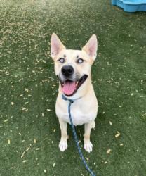 Shelter Stray Male Dog last seen , West Valley Animal Shelter, 20655 Plummer St, Chatsworth, CA 91311, USA