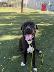 Shelter Stray Male Dog last seen , West Valley Animal Shelter, 20655 Plummer St, Chatsworth, CA 91311, USA