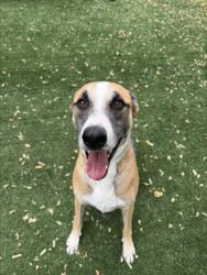 Shelter Stray Male Dog last seen , West Valley Animal Shelter, 20655 Plummer St, Chatsworth, CA 91311, USA