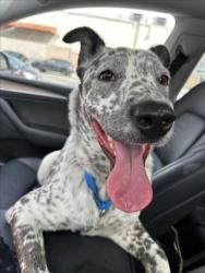 Shelter Stray Male Dog last seen , West Valley Animal Shelter, 20655 Plummer St, Chatsworth, CA 91311, USA