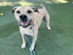 Shelter Stray Male Dog last seen , West Valley Animal Shelter, 20655 Plummer St, Chatsworth, CA 91311, USA