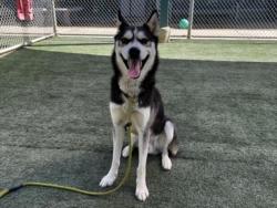 Shelter Stray Male Dog last seen , West Valley Animal Shelter, 20655 Plummer St, Chatsworth, CA 91311, USA