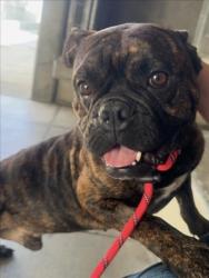 Shelter Stray Male Dog last seen , West Valley Animal Shelter, 20655 Plummer St, Chatsworth, CA 91311, USA