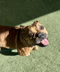 Shelter Stray Female Dog last seen , West Valley Animal Shelter, 20655 Plummer St, Chatsworth, CA 91311, USA