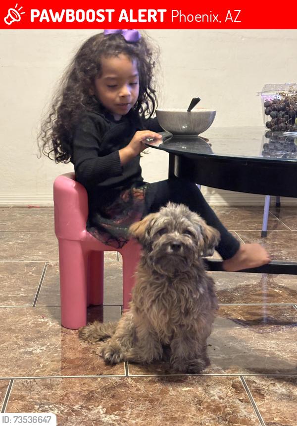 Lost Female Dog last seen 91st encanto, Phoenix, AZ 85037