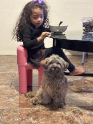 Lost Female Dog last seen 91st encanto, Phoenix, AZ 85037