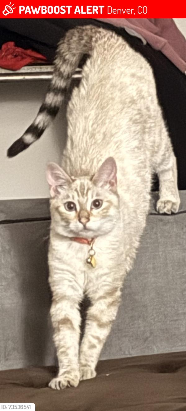 Lost Female Cat last seen Court Pl and Park Ave W, Denver, CO 80290