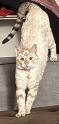 Lost Female Cat last seen Court Pl and Park Ave W, Denver, CO 80290