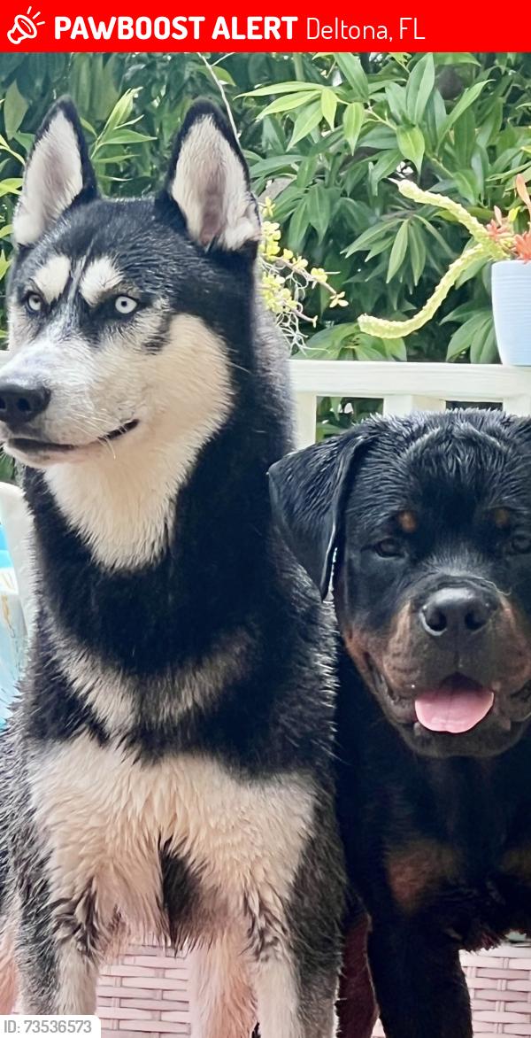 Lost Male Dog last seen Near Bancroft st deltona fl, Deltona, FL 32725