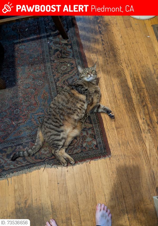 Lost Female Cat last seen Wildwood elementary, Piedmont, CA 94610