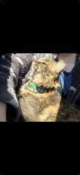 Reunited Male Cat last seen Main Road, Newfield, NJ 08344