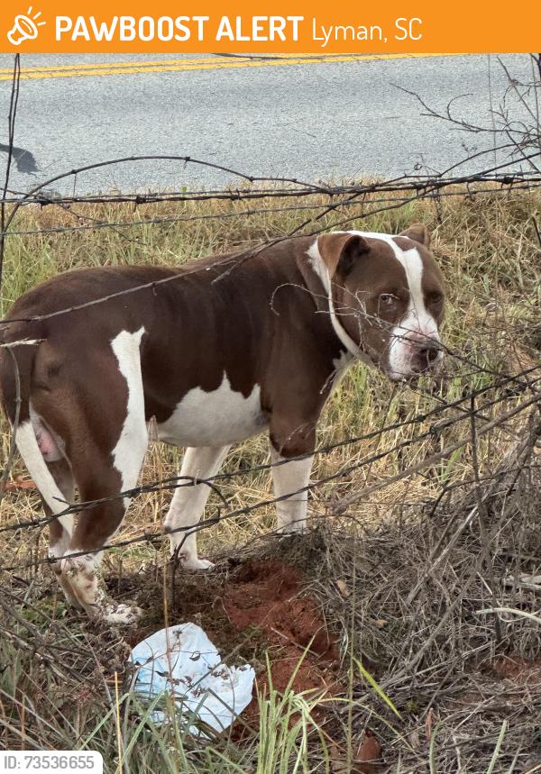 Found/Stray Male Dog last seen Hwy 357 and Tymberbrook, Lyman, SC 29365