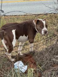 Found/Stray Male Dog last seen Hwy 357 and Tymberbrook, Lyman, SC 29365