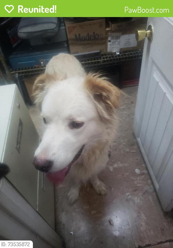 Reunited Unknown Dog last seen Fitzhugh and Columbia, Dallas, TX 75226