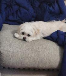 Lost Female Dog last seen Birchlawn Dr and Amber Ln, Farmers Branch, TX 75234