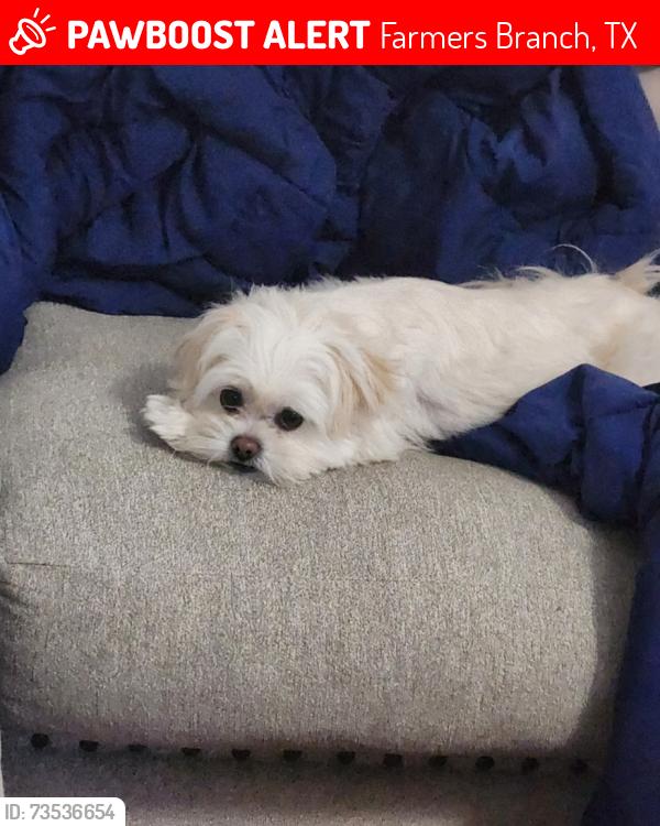 Lost Female Dog last seen Birchlawn Dr and Amber Ln, Farmers Branch, TX 75234