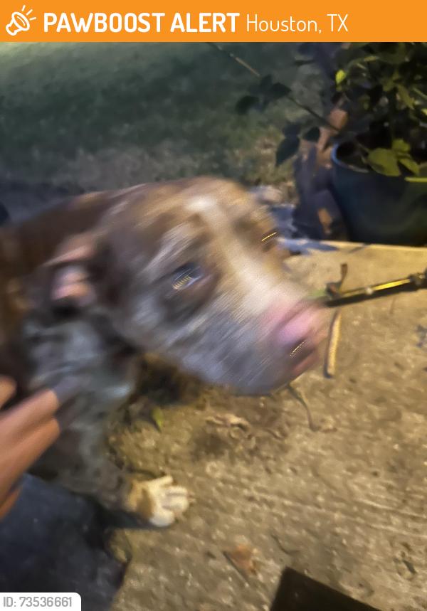 Found/Stray Female Dog last seen Near block of Sanford Road. Westbury5, Houston, TX 77096