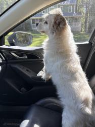 Reunited Unknown Dog last seen Highway 92, Paulding County, GA 30127